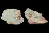 Xiphosurida Arthropod (Pos/Neg) - Horseshoe Crab Ancestor #105880-3